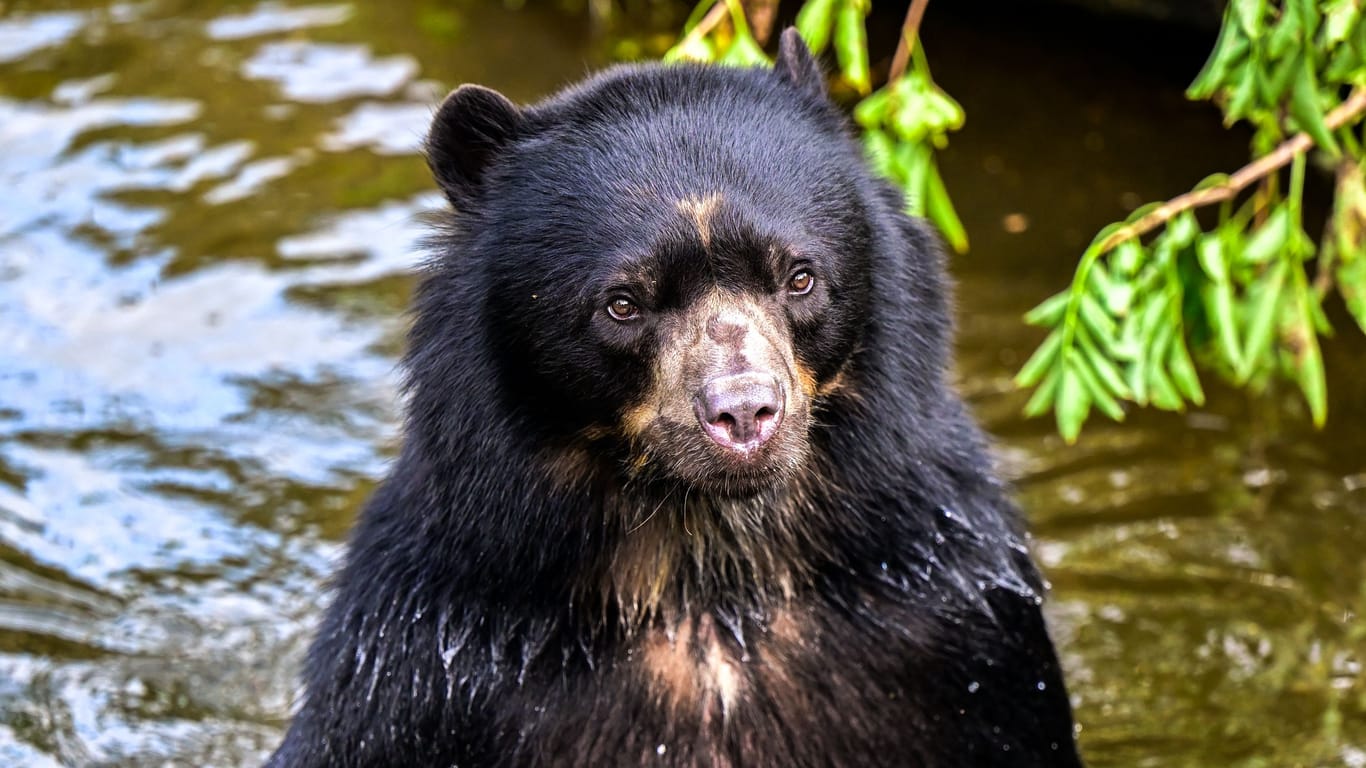 Brillenbär Hans: Im Kölner Zoo er seine Artgenossin Lola kennenlernen.