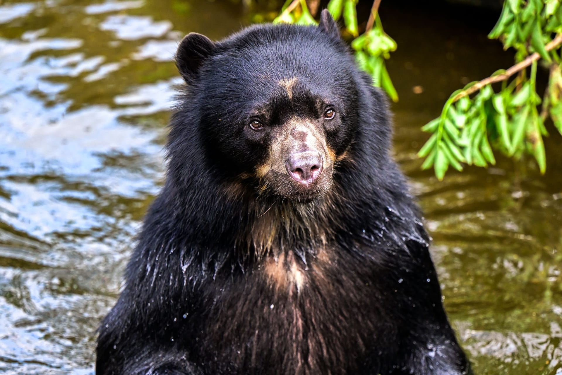 Brillenbär Hans: Im Kölner Zoo er seine Artgenossin Lola kennenlernen.