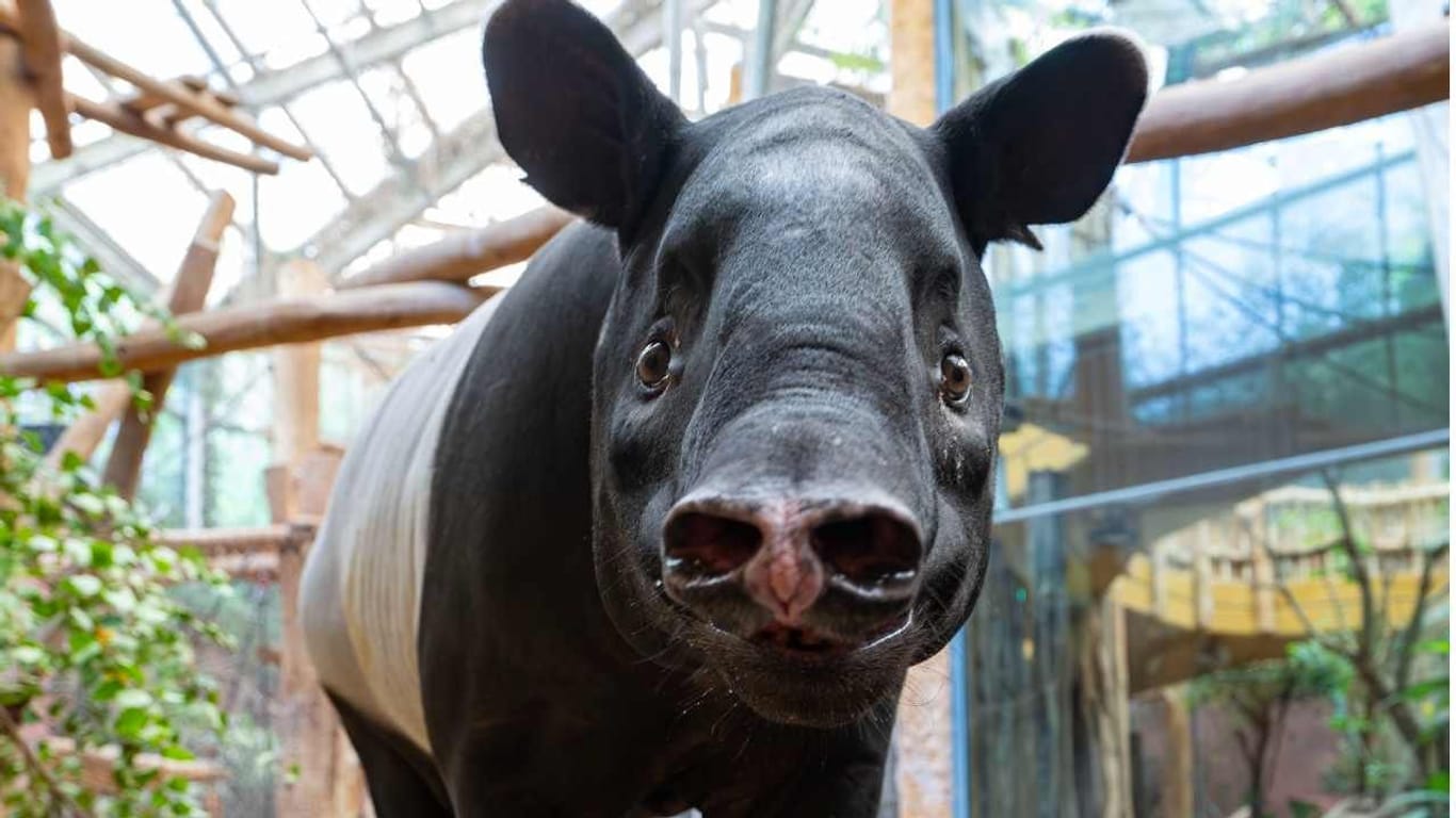 Schabrackentapir-Dame Laila: Das seltene Tier zieht von Leipzig nach Dortmund.