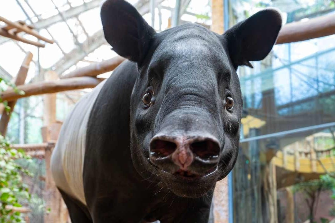 Schabrackentapir-Dame Laila: Das seltene Tier zieht von Leipzig nach Dortmund.