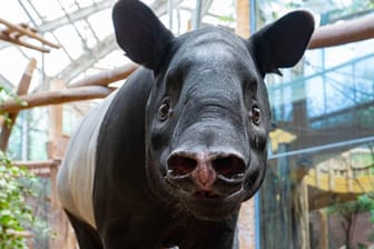 Schabrackentapir-Dame Laila: Das seltene Tier zieht von Leipzig nach Dortmund.