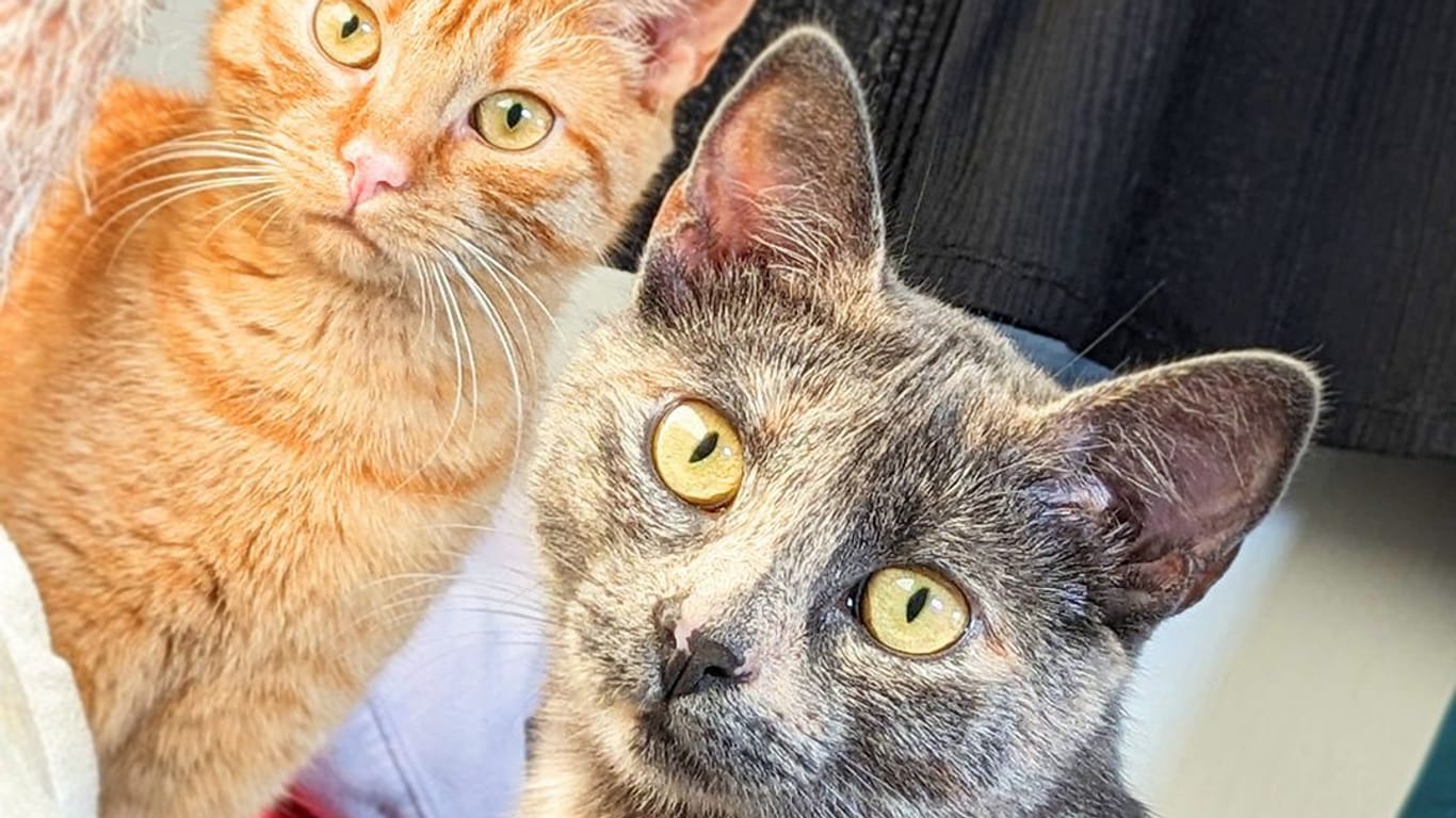 Die Katzen Missy und Lola im Tierheim Berlin: Sie suchen ein Zuhause.