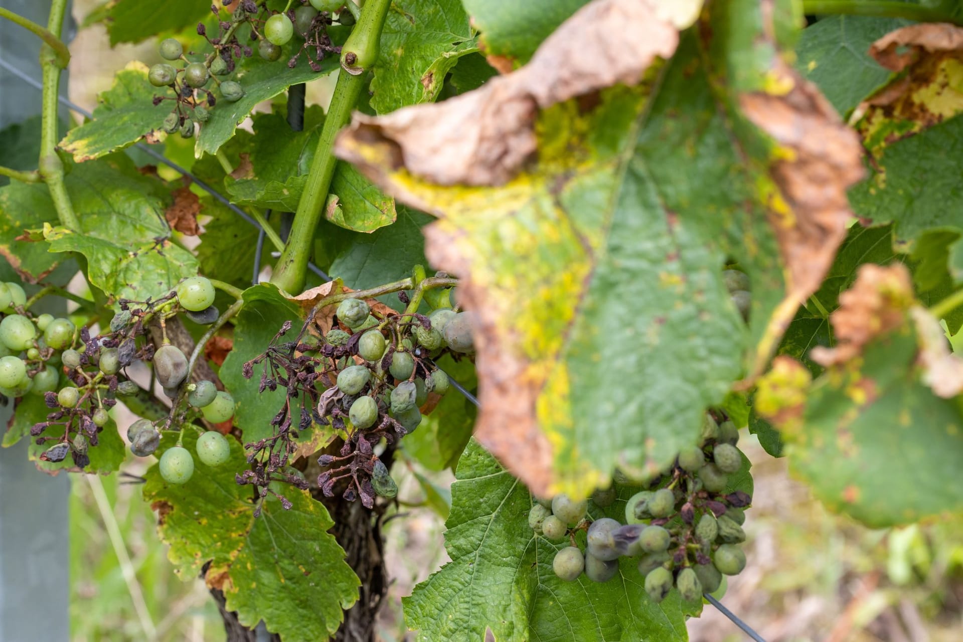 Falscher Mehltau in fränkischen Weinbergen