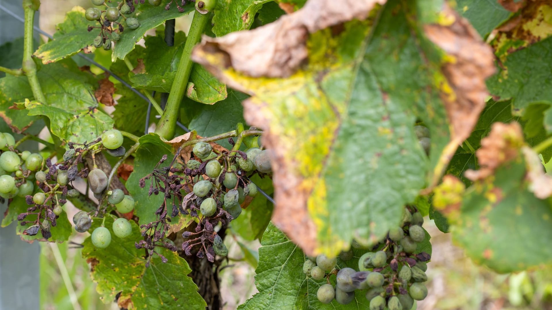 Falscher Mehltau in fränkischen Weinbergen