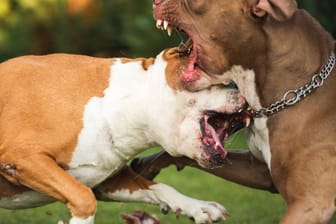 Zwei Pitbulls kämpfen (Symbolbild): In den USA ist ein Baby von zwei Pitbulls getötet worden.