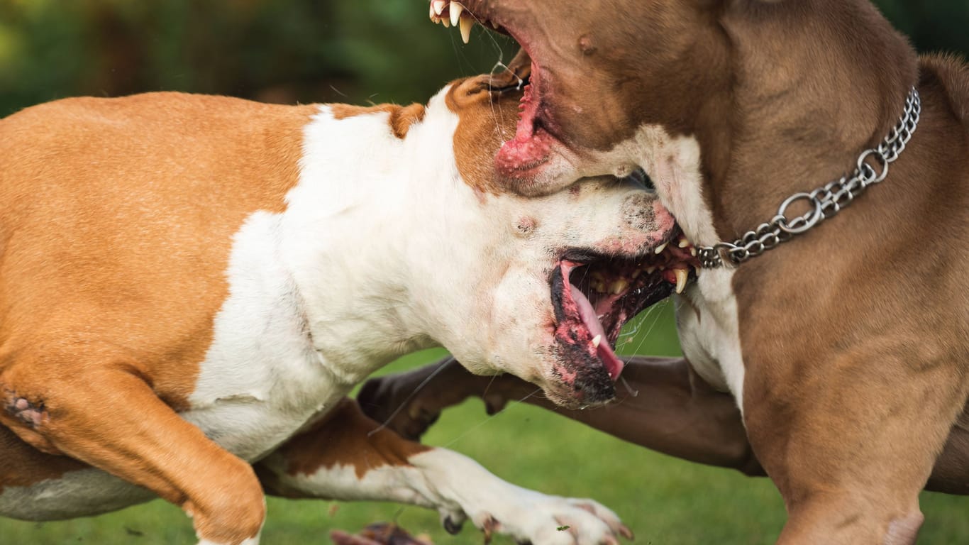 Zwei Pitbulls kämpfen (Symbolbild): In den USA ist ein Baby von zwei Pitbulls getötet worden.