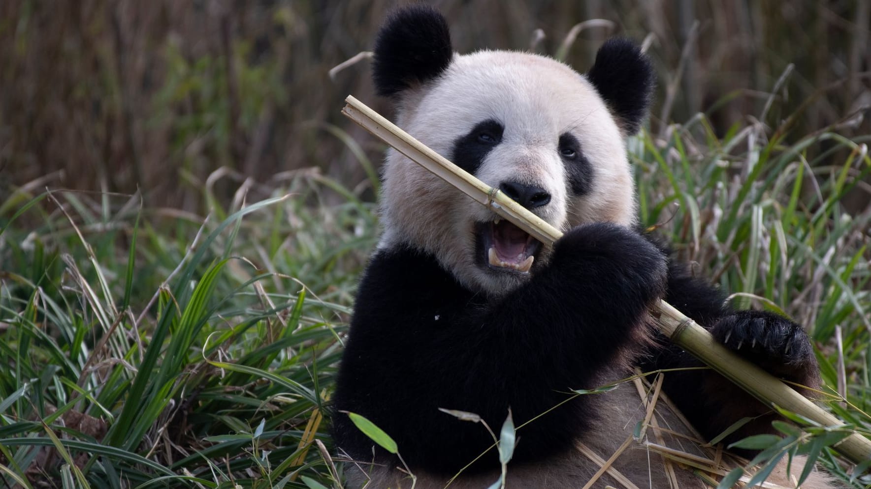 Panda-Dame Meng Meng (Archivbild): Hier lässt sie es sich im Zoo Berlin schmecken.