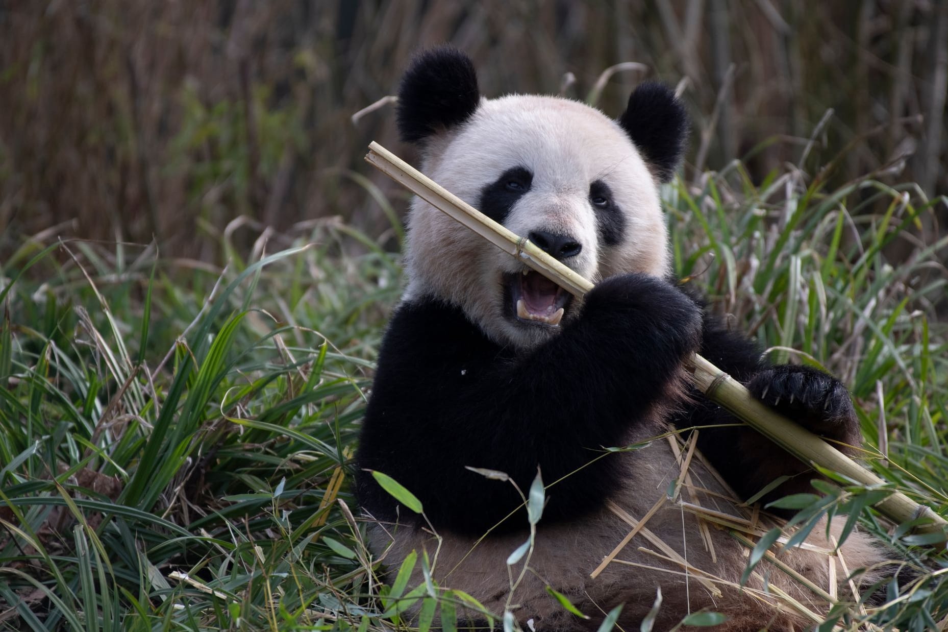 Panda-Dame Meng Meng (Archivbild): Hier lässt sie es sich im Zoo Berlin schmecken.