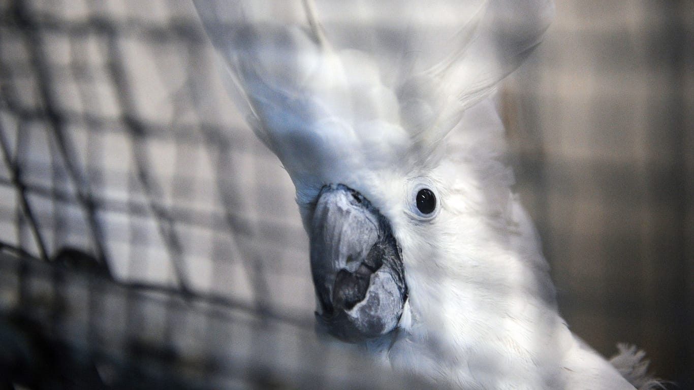 Ein Vogel im Käfig (Symbolbild): Im Bezirk Marzahn-Hellersdorf ist eine verwahrloste Tierhaltung aufgelöst worden.