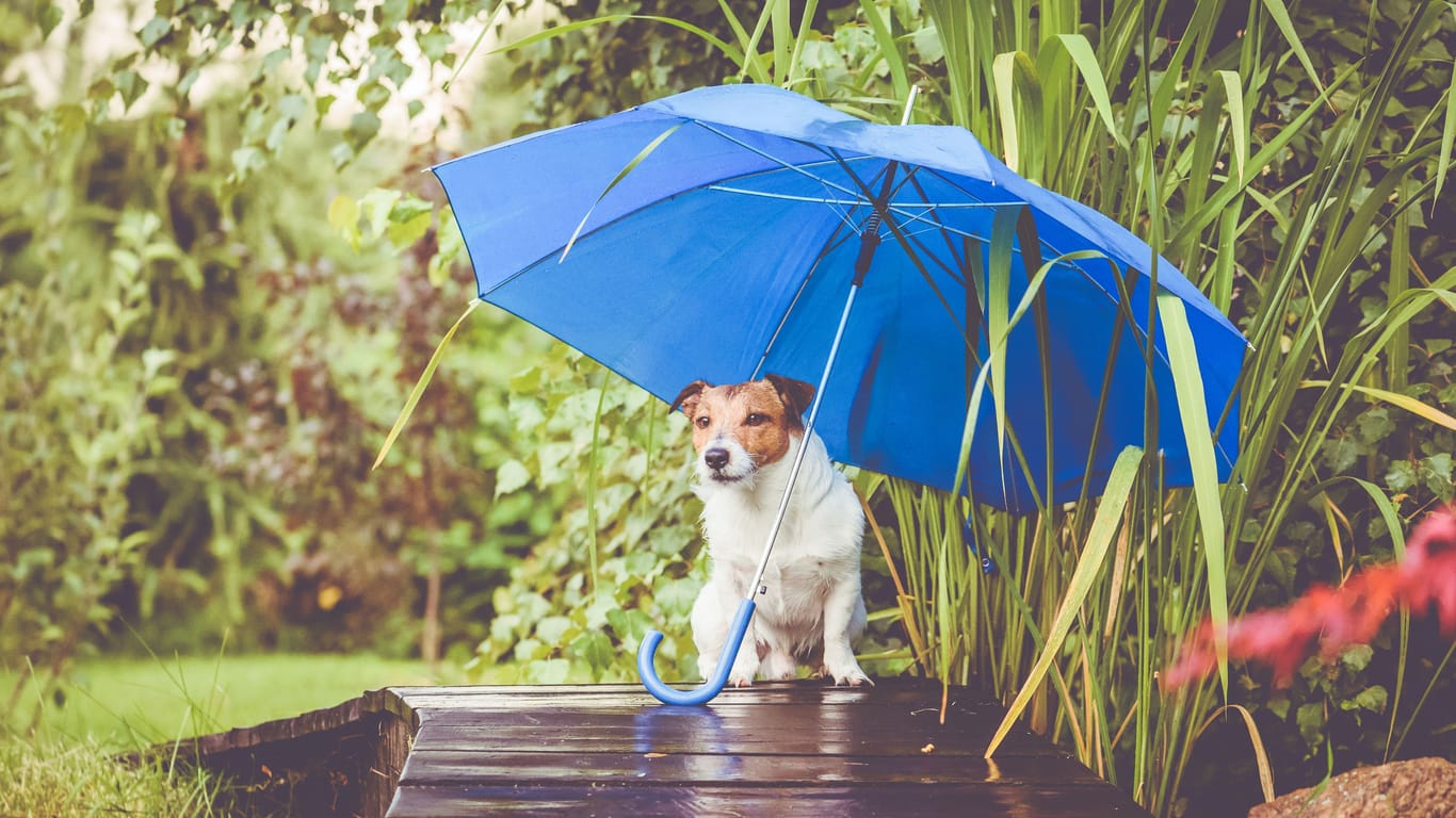 Cute dog hidings from rain under blue umbrella on wet wooden bridge