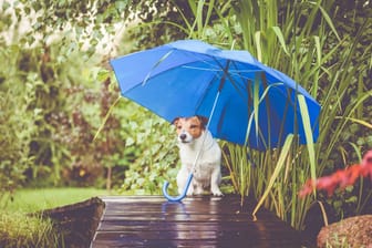 Cute dog hidings from rain under blue umbrella on wet wooden bridge