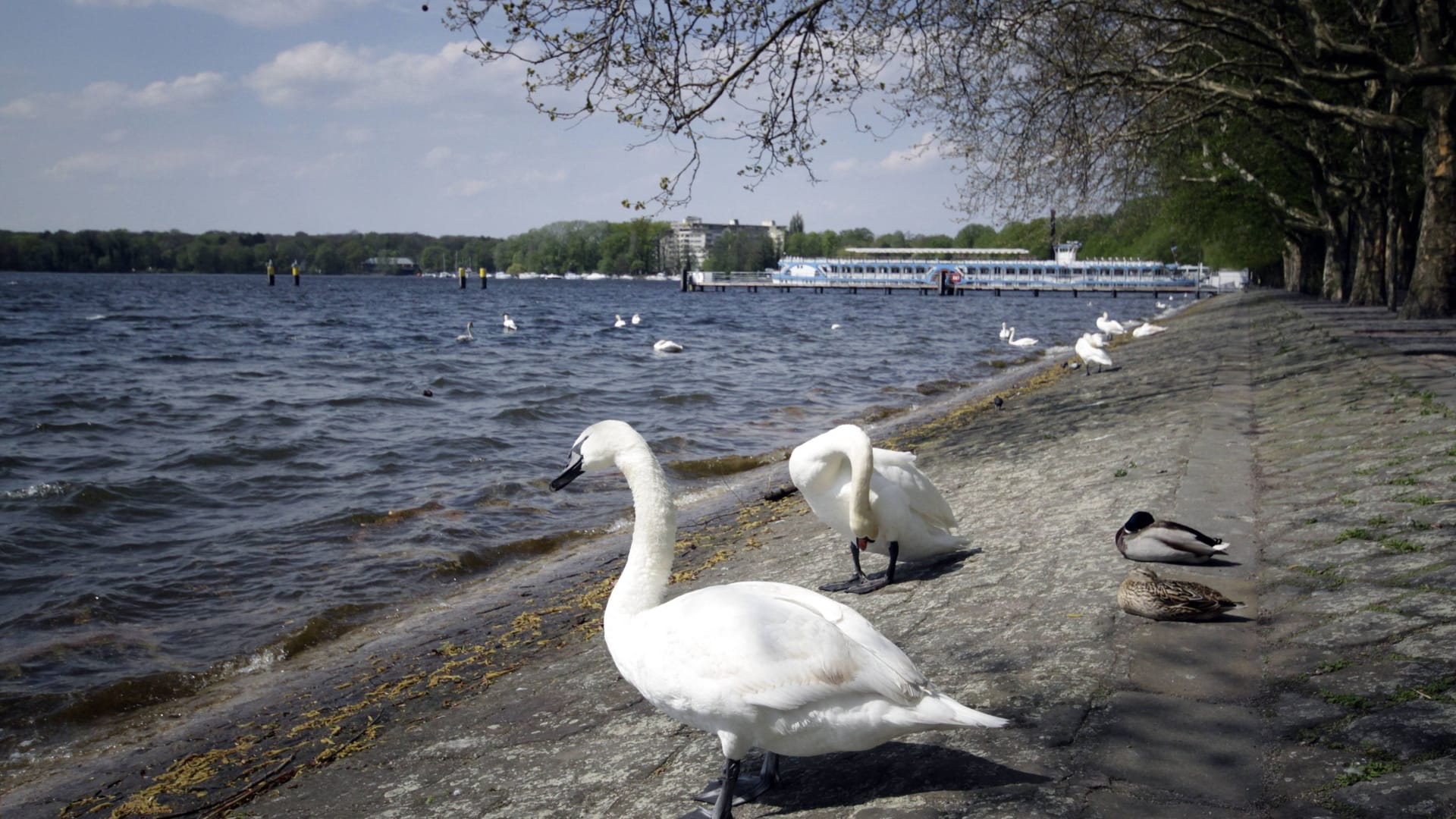 Schwäne an der Greenwichpromenade am Tegeler See (Archivfoto).