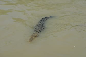 Krokodile im Northern Territory