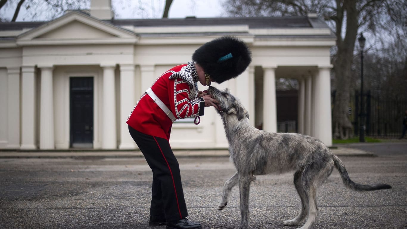 Neues Maskottchen der Irischen Garde