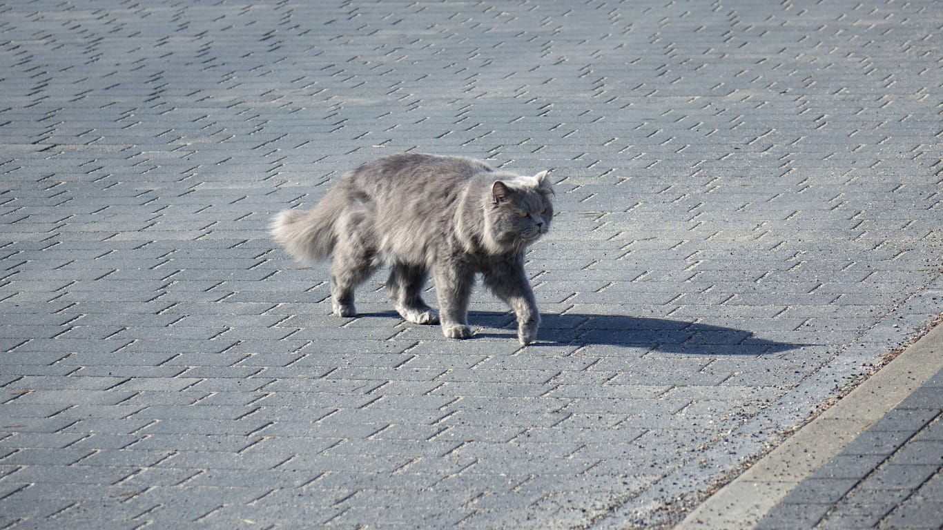 Eine Katze auf der Straße (Archivbild): In Dresden kam es zu einem Unfall mit mehreren Pkw.