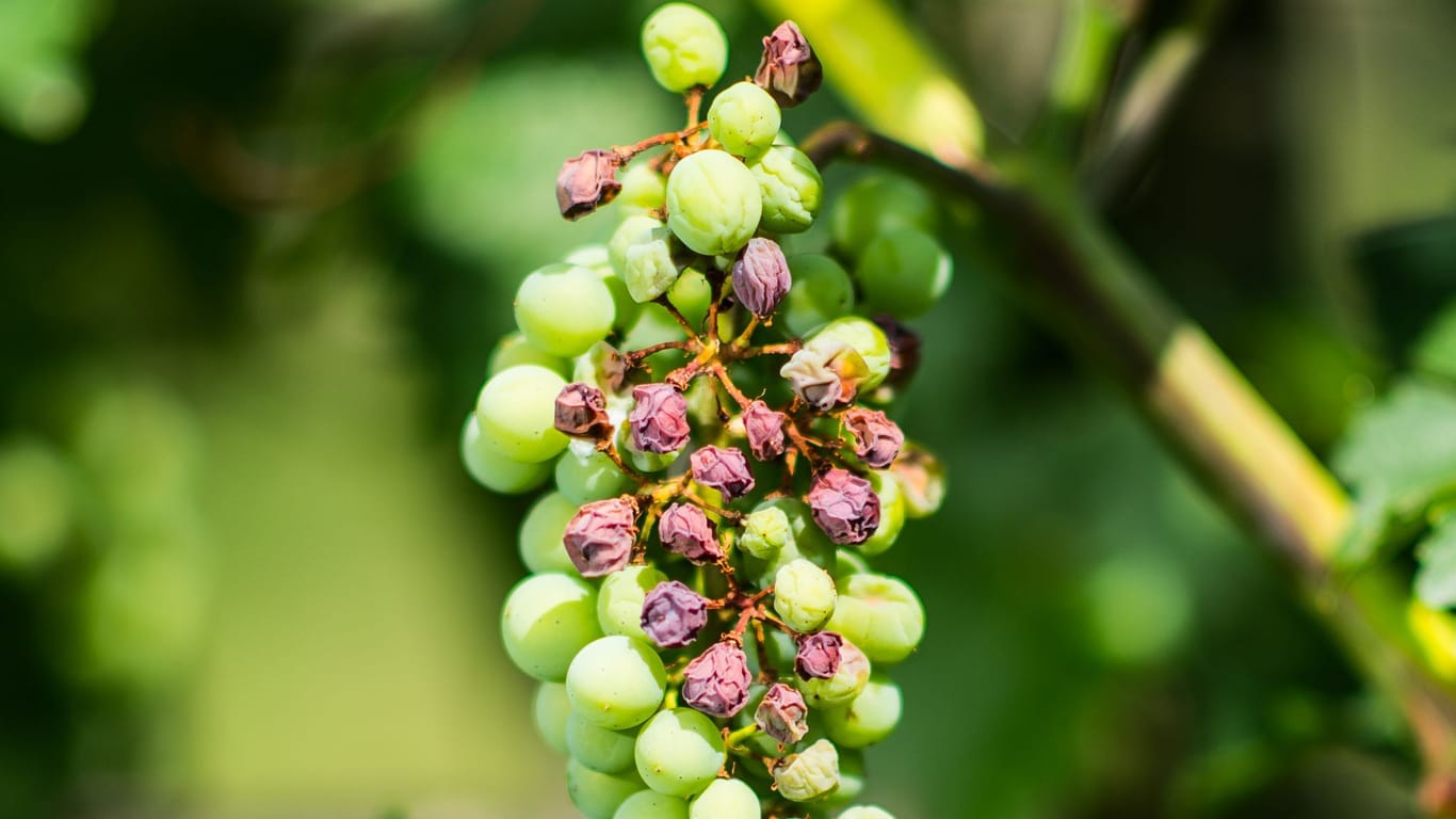 Klimawandel im Weinbau