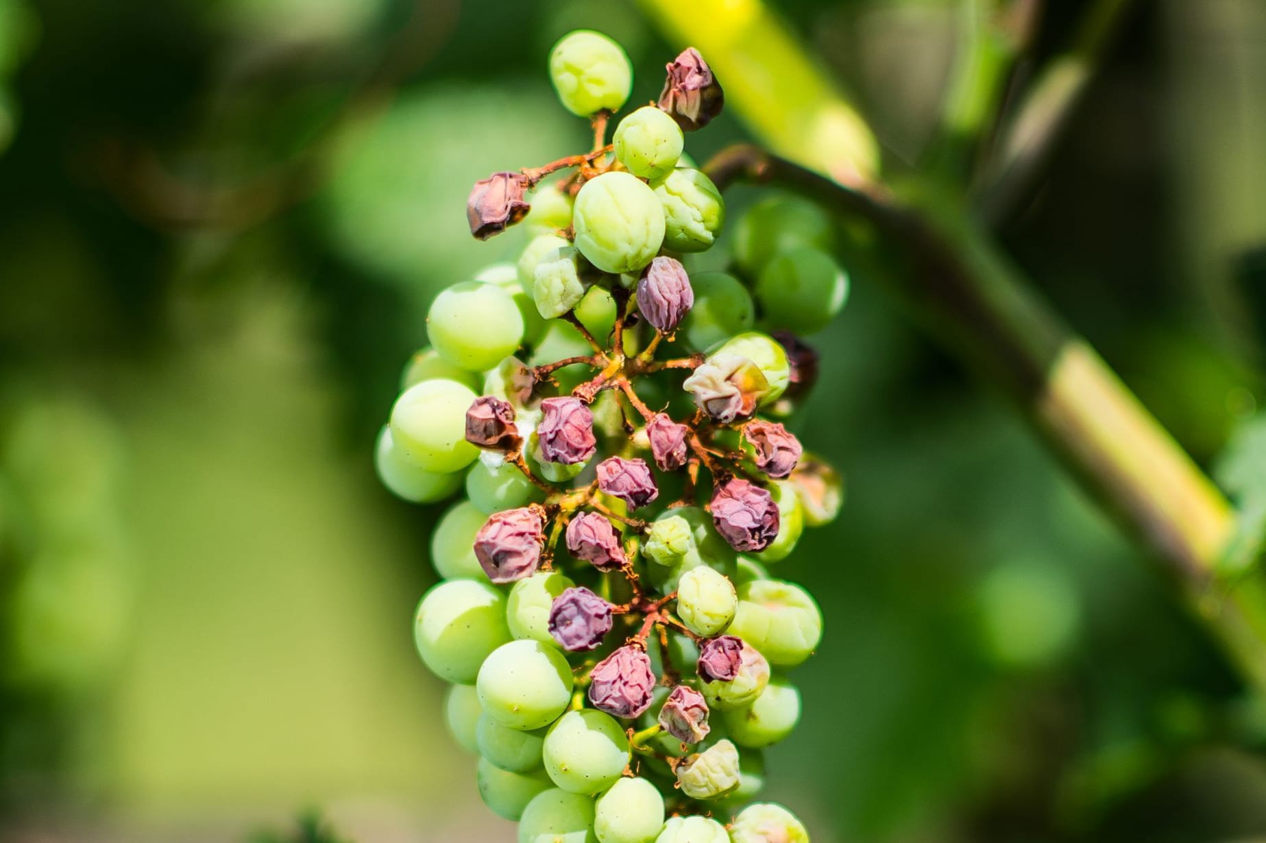 Klimawandel im Weinbau