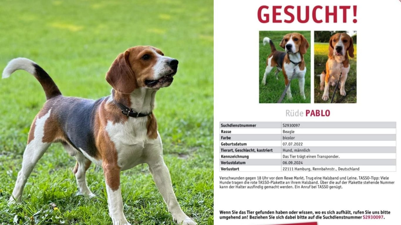 Die Vermisstenanzeige von Beagle Pablo: Der Halter schaltete die Hamburger Polizei ein.