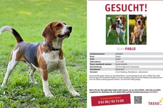 Die Vermisstenanzeige von Beagle Pablo: Der Halter schaltete die Hamburger Polizei ein.