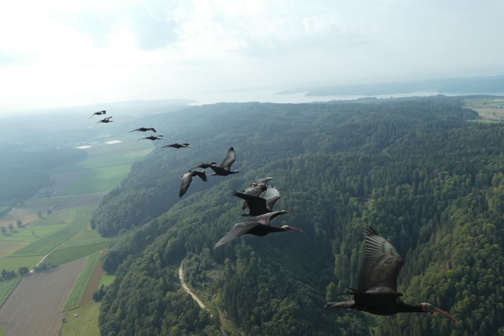 Menschengeführter Waldrapp-Zug nach Andalusien