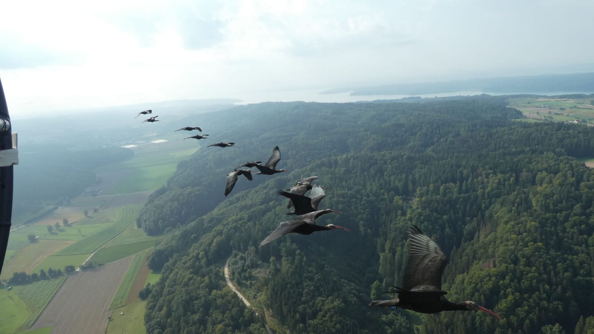 Menschengeführter Waldrapp-Zug nach Andalusien