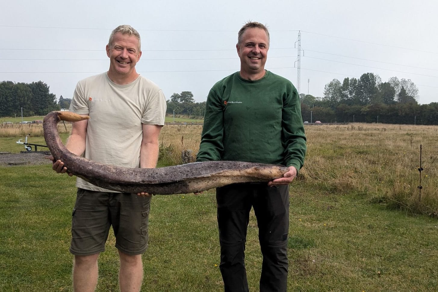 Walpenis auf Bornholm angespült