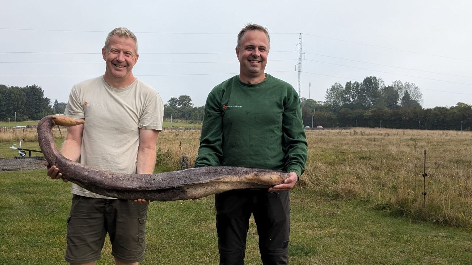 Walpenis auf Bornholm angespült