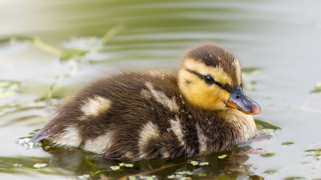 Ente: Nach dem Vogel wurde ein psychologisches Phänomen benannt.