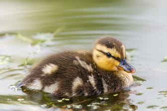 Ente: Nach dem Vogel wurde ein psychologisches Phänomen benannt.