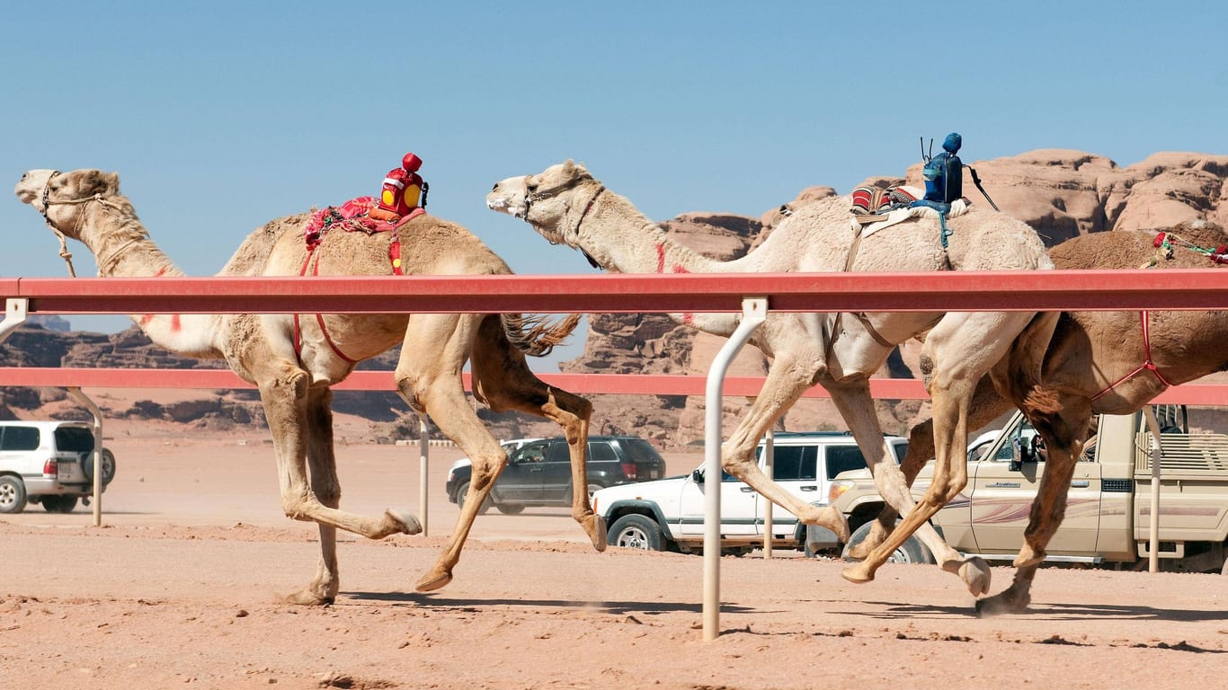 Rennkamele im Einsatz (Symbolbild): In Saudi-Arabien dürfen jetzt auch Frauen an den Rennen teilnehmen.