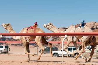 Rennkamele im Einsatz (Symbolbild): In Saudi-Arabien dürfen jetzt auch Frauen an den Rennen teilnehmen.