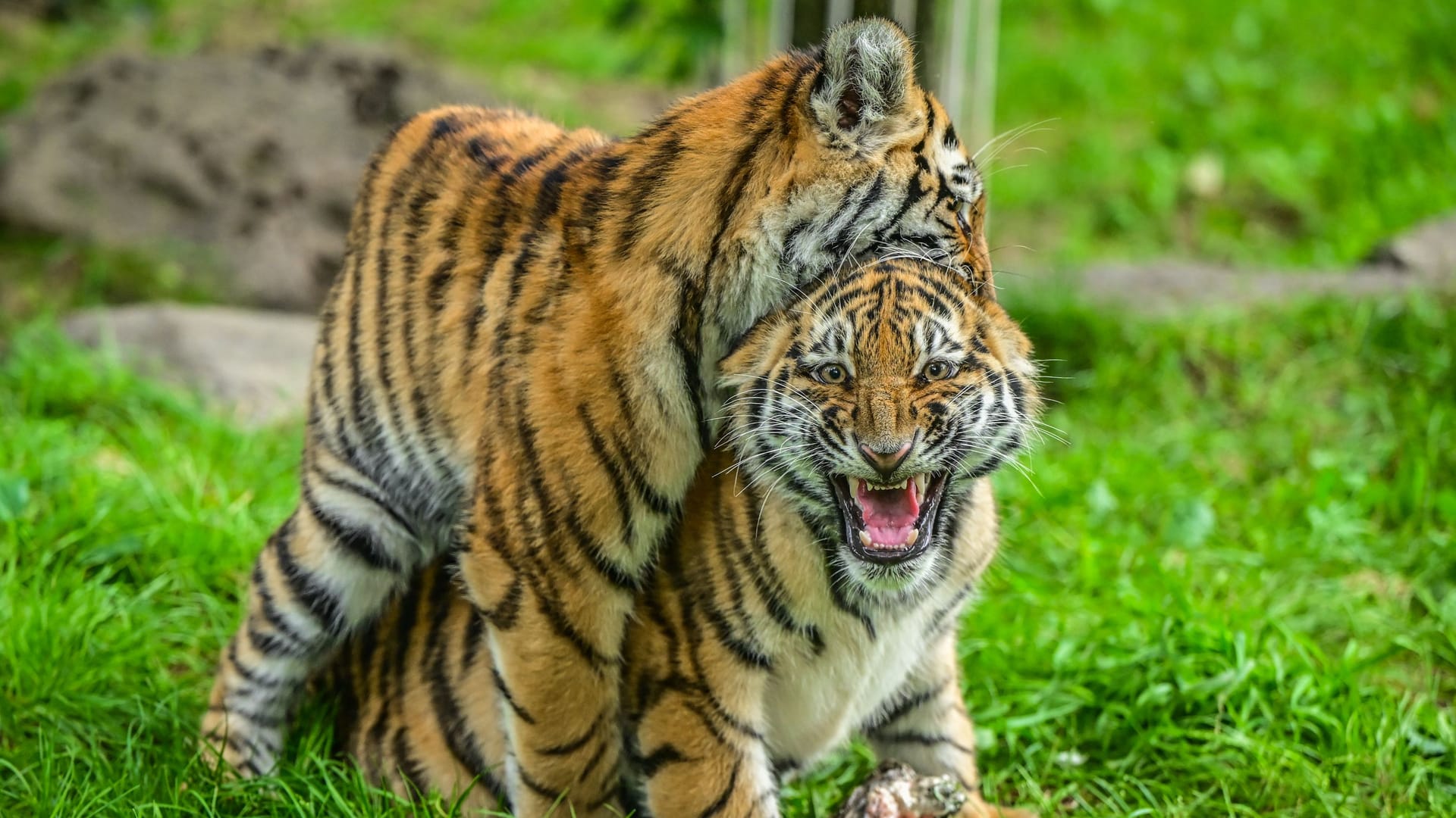 Die Amurtiger Tochka und Timur: Die beiden essen hauptsächlich Fleisch.