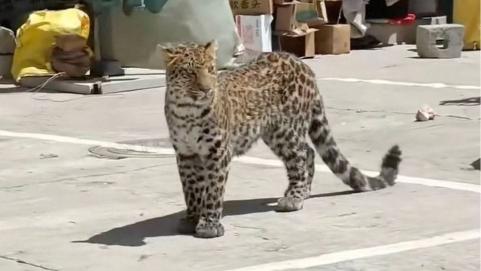 Leopard streift durch belebtes Stadtviertel.