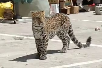 Leopard streift durch belebtes Stadtviertel.