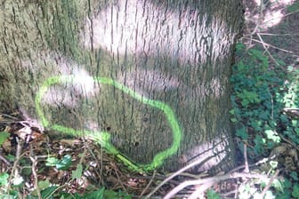 Die Bohrlöcher im Baum sind deutlich sichtbar. Das Bezirksamt geht deshalb von einer vorsätzlichen Tat aus.