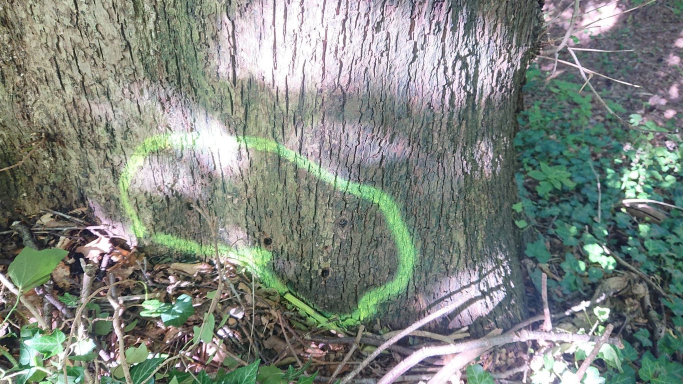 Die Bohrlöcher im Baum sind deutlich sichtbar. Das Bezirksamt geht deshalb von einer vorsätzlichen Tat aus.