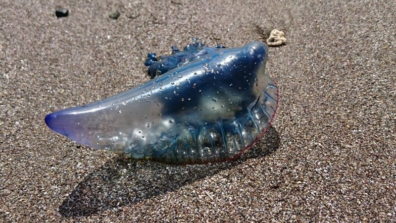 Eine Qualle der Gattung Portugiesische Galeere (Archivbild): An einem beliebten Strand wurden gefährliche artverwandte Quallen angespühlt.