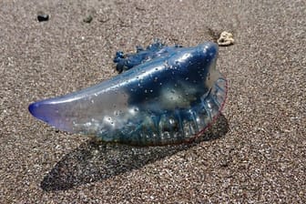 Eine Qualle der Gattung Portugiesische Galeere (Archivbild): An einem beliebten Strand wurden gefährliche artverwandte Quallen angespühlt.