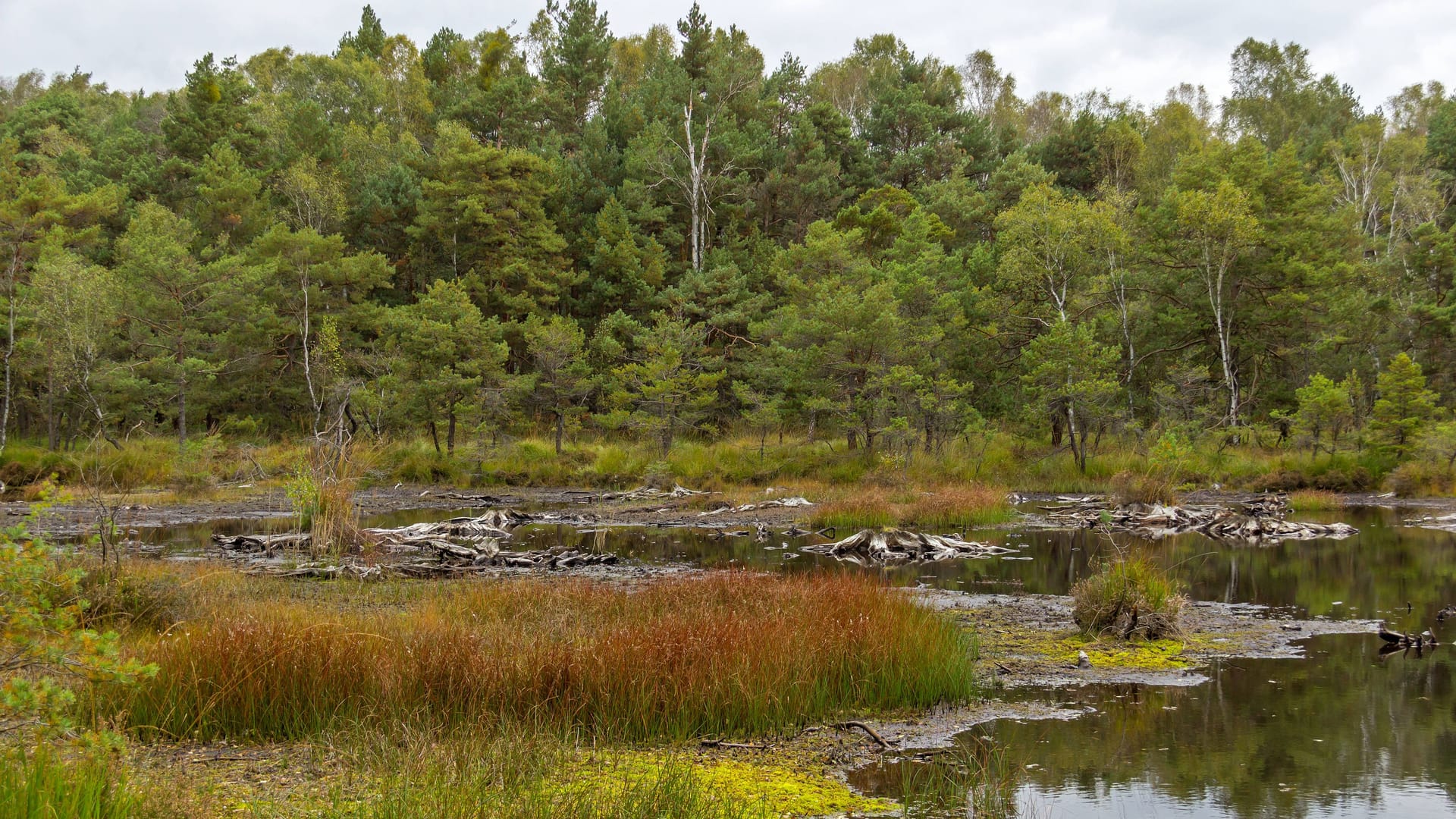 Hochmoor in der Dübener Heide: Sie liegt im Osten von Sachsen-Anhalt und Norden von Sachsen.