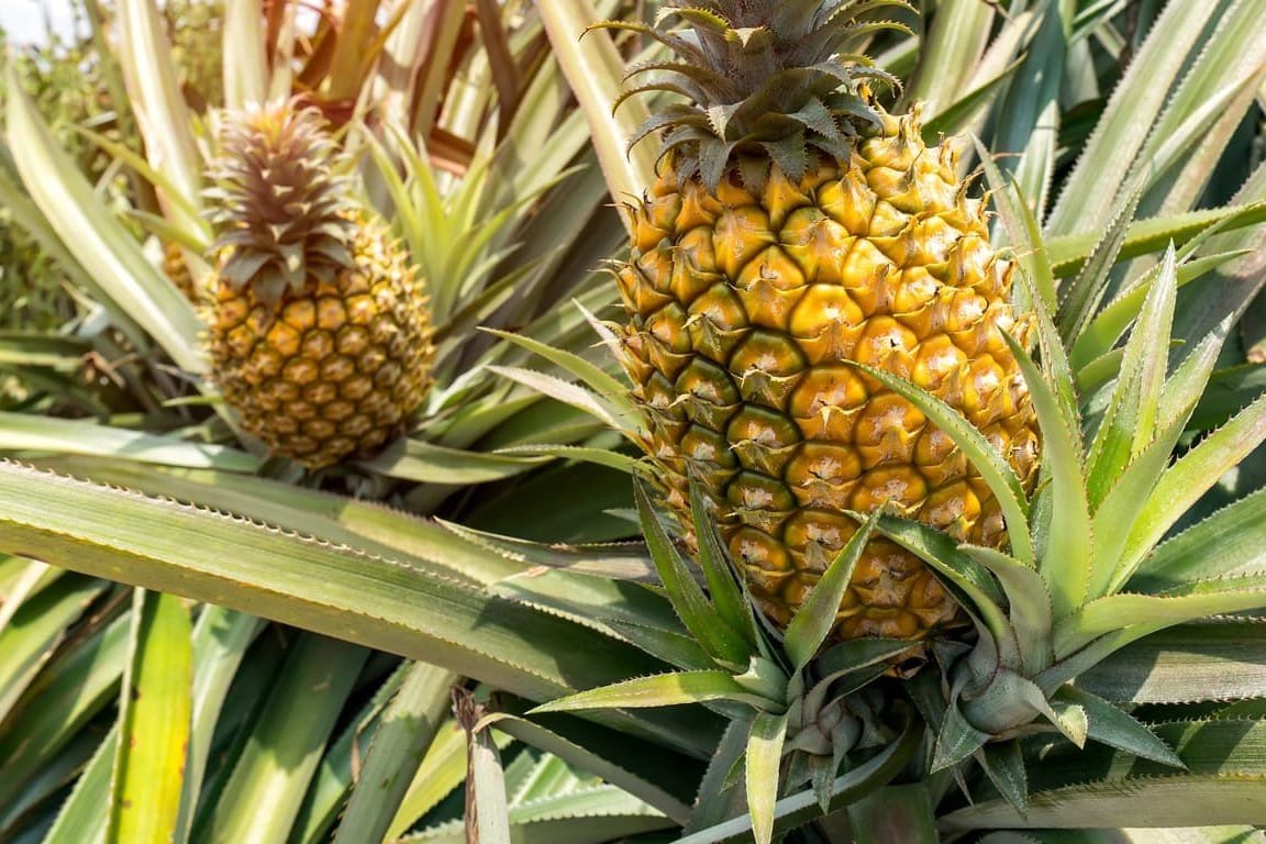 Ananas-Pflanzen gedeihen am besten in tropischen und subtropischen Regionen.