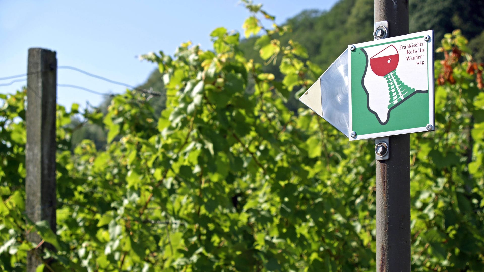 Ein Schild weist die Richtung des fränkischen Rotwein-Wanderweges vor einem Weinberg.