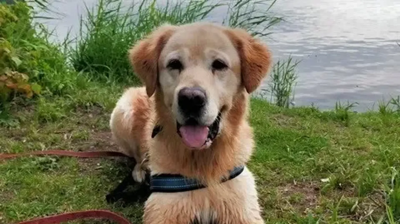 Der Golden-Retriever-Mischling bewegt sich gerne und liebt es, draußen in der Natur zu sein.