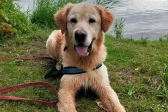 Der Golden-Retriever-Mischling bewegt sich gerne und liebt es, draußen in der Natur zu sein.