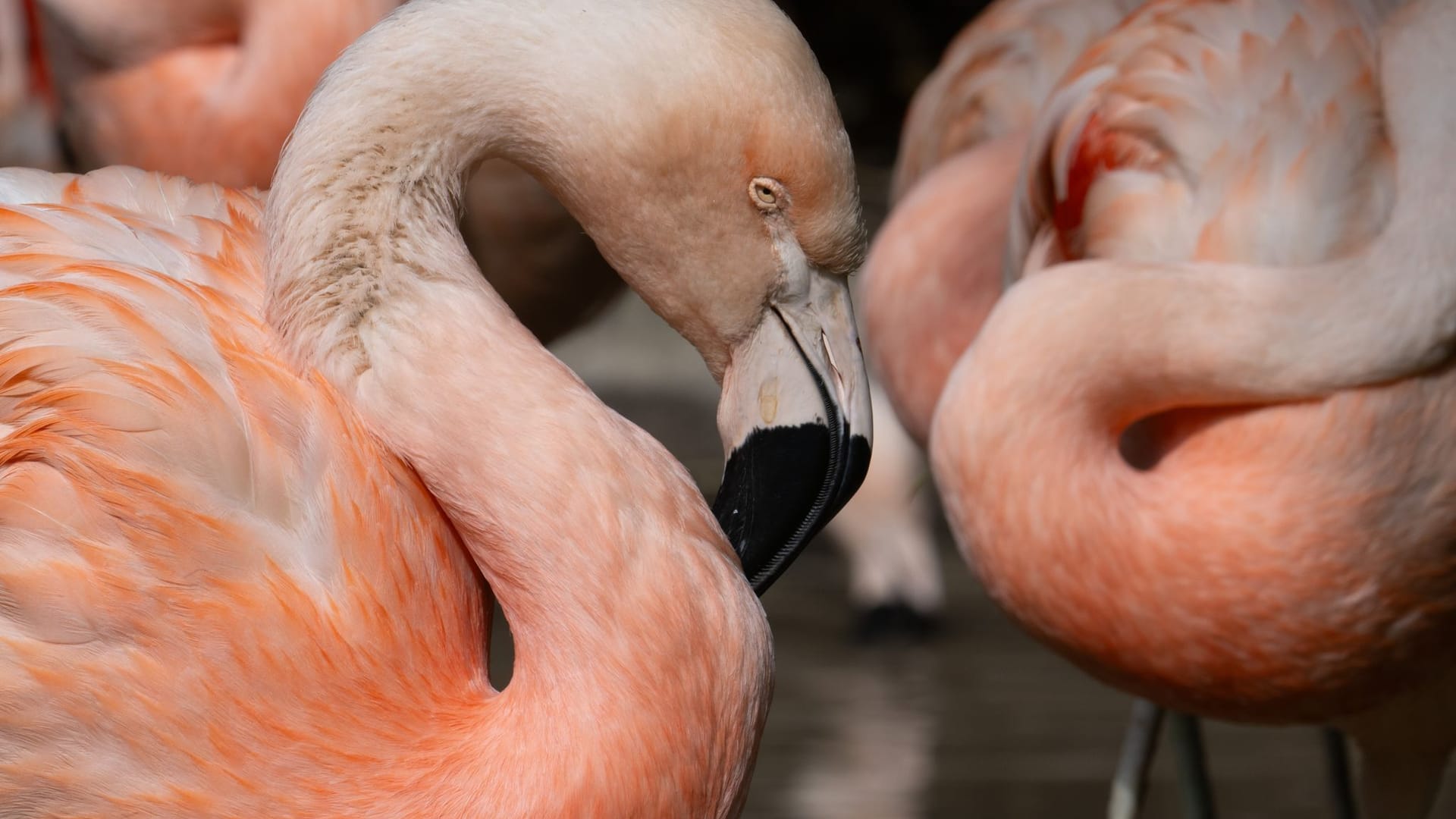 Flamingos im Zoo Frankfurt