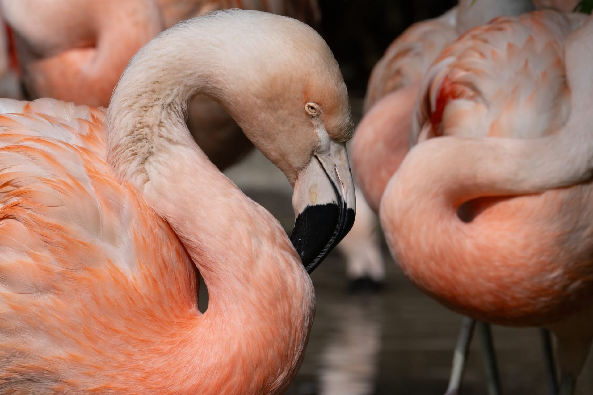 Flamingos im Zoo Frankfurt