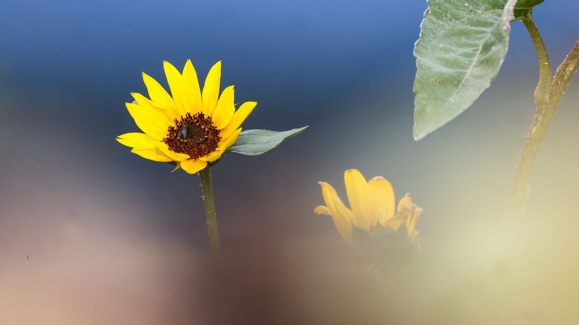 Sonnenblume - Wetter im Südwesten