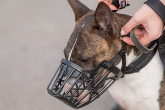 The owner puts a muzzle on a bull terrier dog on a walk outdoors.