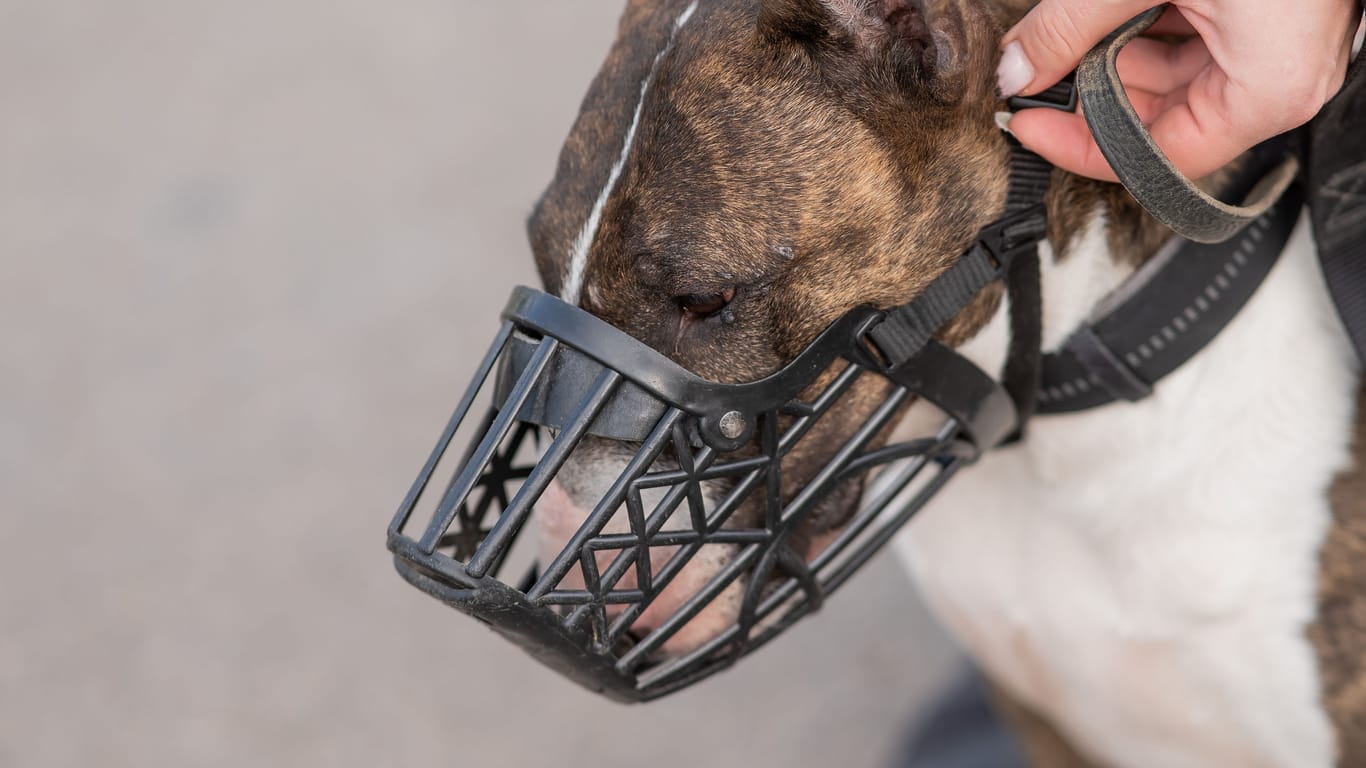 The owner puts a muzzle on a bull terrier dog on a walk outdoors.