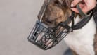 The owner puts a muzzle on a bull terrier dog on a walk outdoors.