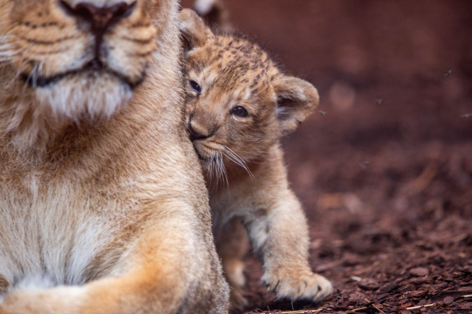 Löwenbaby im Schweriner Zoo